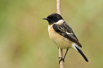 Wall Mural - male of siberian or asian stonechat (saxicola maurus) smart brown bird with black head perching on w