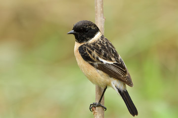 Wall Mural - siberian or asian stonechat (saxicola maurus) beautiful brown bird showing its black striped head an