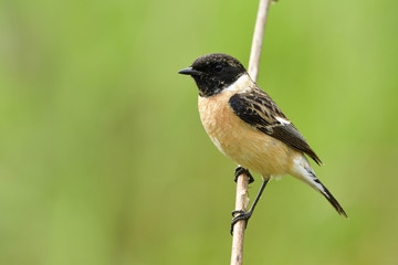 Wall Mural - siberian or asian stonechat (saxicola maurus) lovely brown bird with black striped wings and head ca