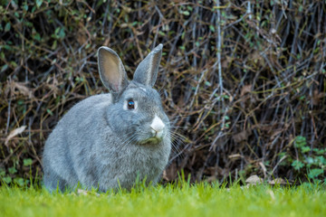 grey rabbit eating grass in front of bushes