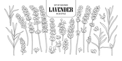 Wall Mural - Set of isolated Lavender in 20 styles. Cute hand drawn flower vector illustration in black outline and white plane.