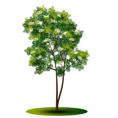 Wall Mural - tree rowan with green leaves and flowers