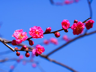 梅の花