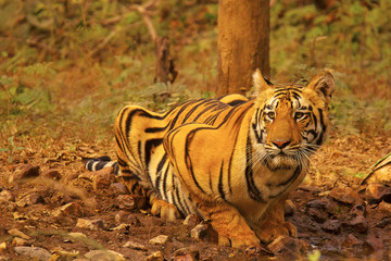 Wall Mural - tiger- chandi male cub, panthera tigris, umred-karhandla sanctuary, maharashtra
