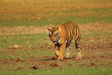Wall Mural - tiger- pacman, panthera tigris, ranthambhore tiger reserve, rajasthan