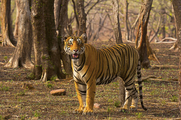 Wall Mural - tiger- pacman, panthera tigris, ranthambhore tiger reserve, rajasthan