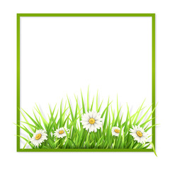 Wall Mural - Green frame with grass and daisies and empty place for text. Vector season template for invitation or greeting card.