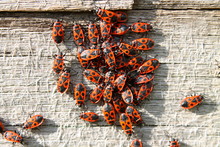 Red Soldier Bug With Black Dots On Wooden Background. Bunch Of Red Beetles Or Soldier Bugs Bask In Sun. Autumn Warm-soldiers Red Bugs. Soldier Bug (Spilostethus Pandurus) Red Beetles Of 13–15 Mm