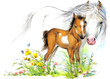 Horse and foal watercolor illustration