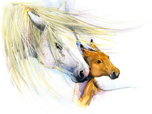 Horse And Foal Watercolor Illustration