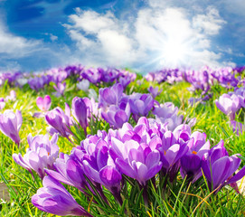 Fotomurales - Frühlingserwachen, Ostergruß, Blütenzauber, Alles Liebe, Blütenmeer, Glück, Freude: Wiese mit zarten Krokussen :)
