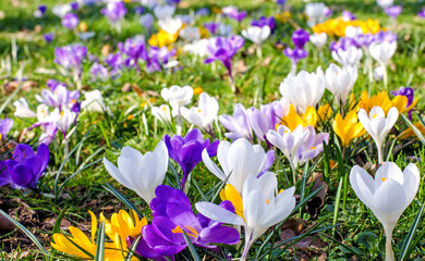 Fotomurales - Frühlingserwachen, Ostergruß, Blütenzauber, Alles Liebe, Blütenmeer, Glück, Freude: Wiese mit zarten Krokussen :)