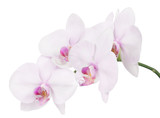 Fototapeta Storczyk - isolated branch with four light pink orchid blooms