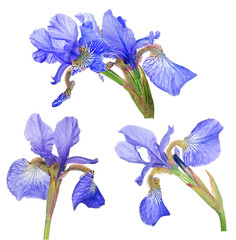 Wall Mural - group of blue iris bloom isolated on white