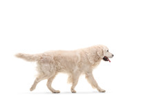 Labrador Retriever Dog Walking