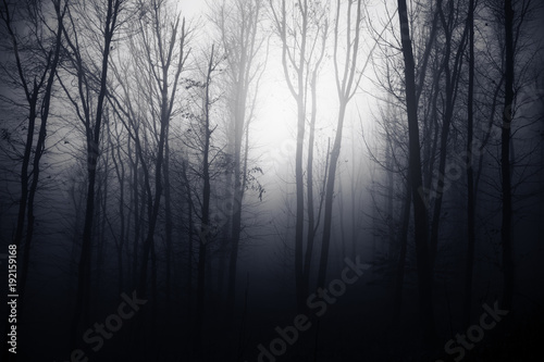 Fototapeta na szkło ciemny las nocą, tło lasy fantasy