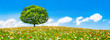 Blumenwiese mit Baum im Sommer als Panorama Hintergrund
