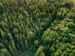 Aerial top view of summer green trees and road in forest in rural Finland.