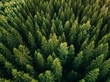 Leinwandbild Motiv Aerial top view of summer green trees in forest in rural Finland.