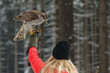 Falconer woman catches the falcon for food in hand.