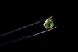 Uncut gem quality olivine from Lanzarote, Canary Islands