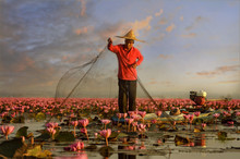 Thai Fisherman Trow The Nets In Flower Lotus Lake,  Thai People In Red Lotus Lake, UdonThani Thailand