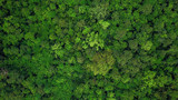Aerial top view of the tropical rain forest.