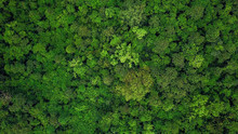 Aerial Top View Of The Tropical Rain Forest.