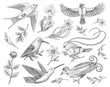Small hummingbird, birds of barn swallow set or martlet and titmouse, Rufous. daffodil and orchid with leaves and Rose bud. Wedding flower in spring garden. Exotic tropical animal. engraved hand drawn