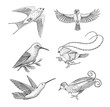 Small birds of paradise, barn swallow or martlet and parus or titmouse, hummingbird, rufous and white-necked Jacobin. Exotic tropical animals. Use for wedding, party. engraved hand drawn in old sketch