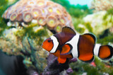 Fototapeta Do akwarium - Clownfish in Aquarium