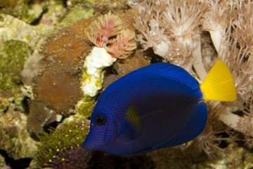 Wall Mural - Purple Tang in Aquarium