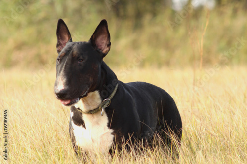 English Bull Terrier portrait - a black and brindle with white male standing and Tableau sur Toile