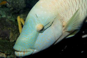 Wall Mural - Humphead Wrasse (Cheilinus undulatus)