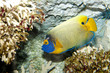 Blueface or Yellowface or Yellowmask Angelfish (Pomacanthus xanthometopon)