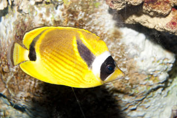 Wall Mural - Raccoon Butterflyfish (Chaetodon lunula)