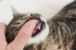 Kitten with inflammated gums and double fangs - permanent teeth eruption.