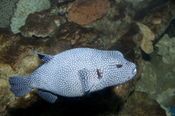 Sticker - Guineafowl Puffer (Arothron meleagris)