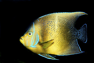 Sticker - Koran Angelfish (Pomacanthus semicirculatus)