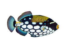 Clown Triggerfish