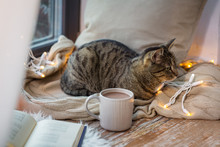 Tabby Cat Lying On Window Sill With Book At Home