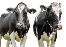 Two Cows On A White Background
