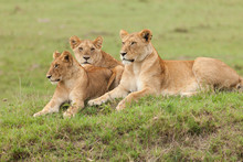 A Pride Of Lions Relaxing On The Grasslands Of The Maasai Mara