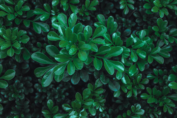 Green leaves wallpaper background