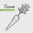 Hand drawn isolated carrot