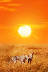 Wall Mural - cheetahs against sunset in the serengeti national park. africa. tanzania.