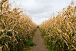 Path through a maze of corn