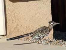 Road Runner Bird Walking Around A New Mexico Albuquerque Neighborhood In A Drive Way During A Hot Sunny Summer Day