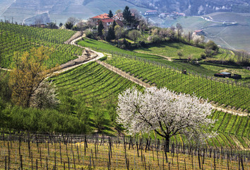 spring vineyards piemonte italy