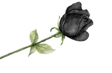 Rose Free Stock Photo Public Domain Pictures Rose Free Stock Photo Public Domain Pictures